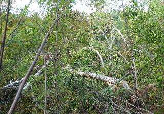 Tornado Devastation Iron Bridge Ontario